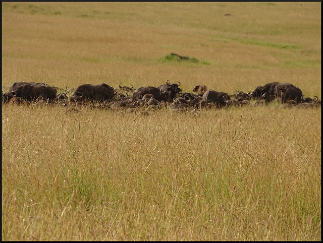 Safari por Kenia en fotos - Blogs de Kenia - La gran reserva de Masai Mara (140)