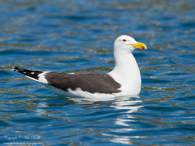 Cape Gull (Larus dominicanus)
