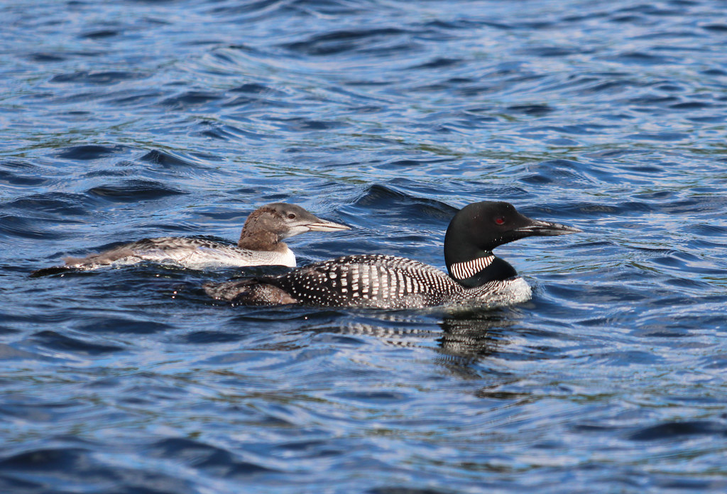 Common Loon and Loonlet