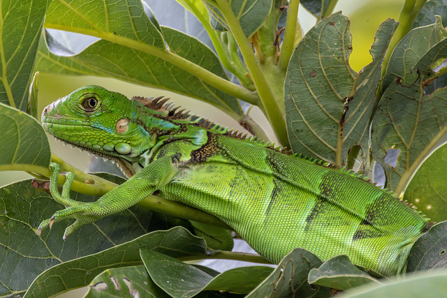 Iguana verde - bebé