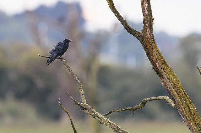 crow on dead tree