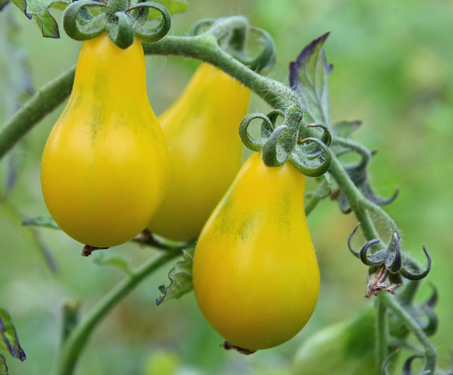 Yellow pear tomatoes