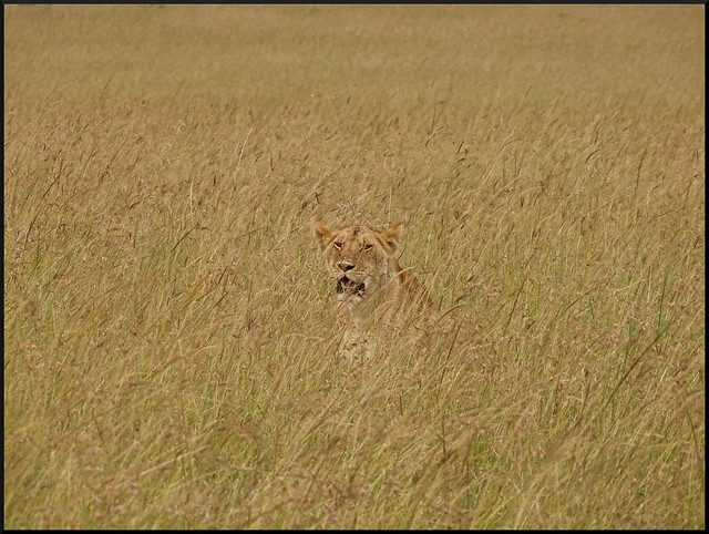 Safari por Kenia en fotos - Blogs de Kenia - La gran reserva de Masai Mara (188)