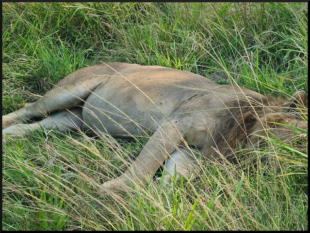 Safari por Kenia en fotos - Blogs de Kenia - La gran reserva de Masai Mara (169)