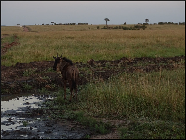 Safari por Kenia en fotos - Blogs de Kenia - La gran reserva de Masai Mara (156)