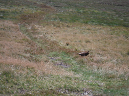 A fearless grouse on the path! (by the toposcope on Nine Standards Rigg) SWC Walk 416 - Nine Standards (Kirkby Stephen Circular or to Garsdale)