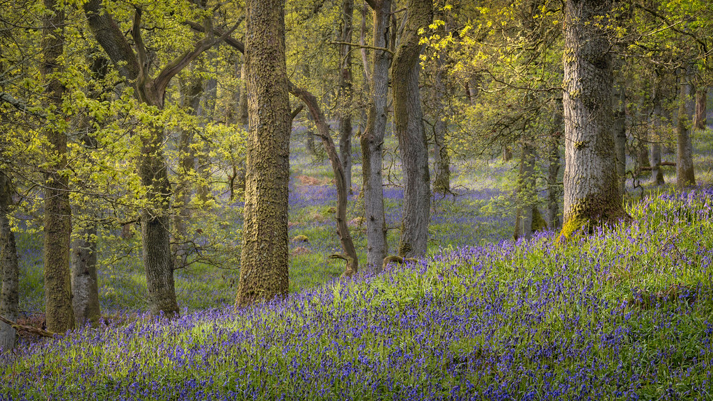 bluebell rise | Kinclaven Bluebell Wood | Perthshire