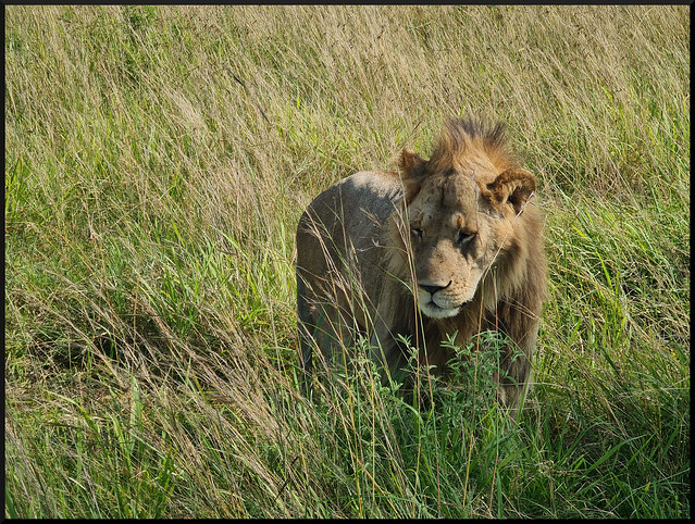 Safari por Kenia en fotos - Blogs de Kenia - La gran reserva de Masai Mara (172)