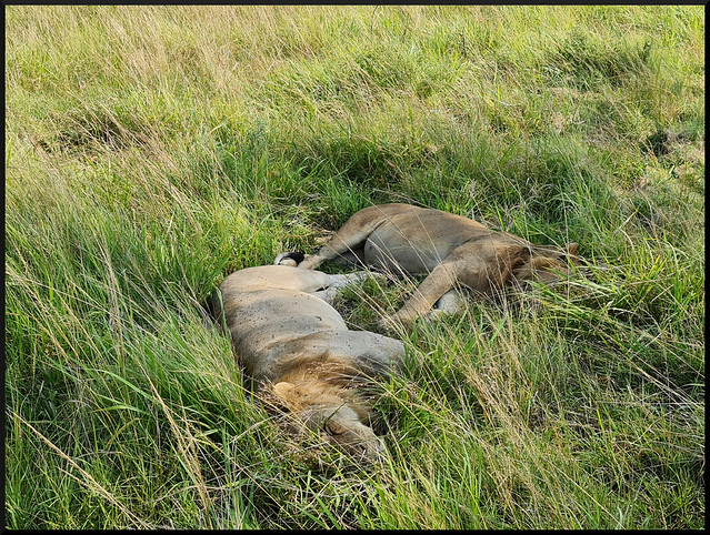 Safari por Kenia en fotos - Blogs de Kenia - La gran reserva de Masai Mara (173)