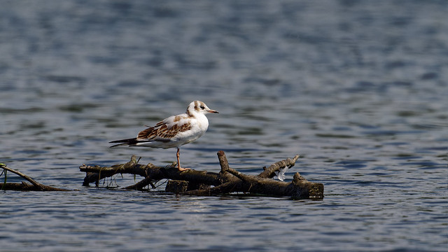 mouette rieuse / black-headed gull 23L_7404