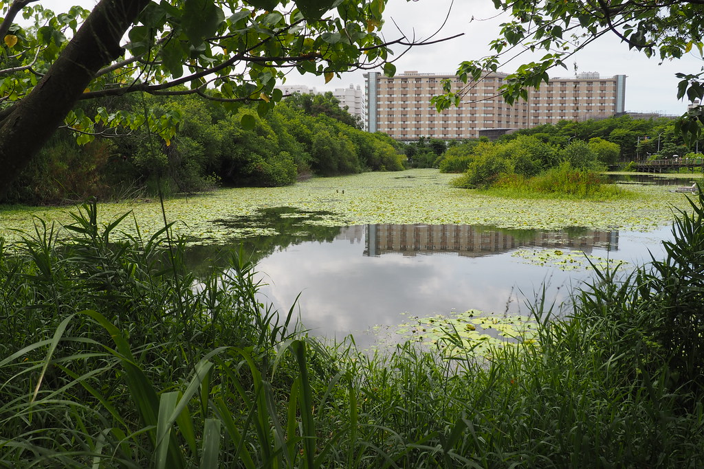 鳥松濕地離都市近，民眾不用走遠可享受豐富自然生態。攝影：李育琴（資料照）