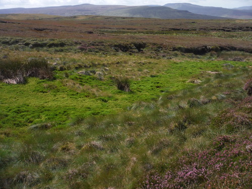 Mossy area amongst teh peat bogs on the descent (High Pike Hill and Wild Boar Fell beyond) SWC Walk 416 - Nine Standards (Kirkby Stephen Circular or to Garsdale)