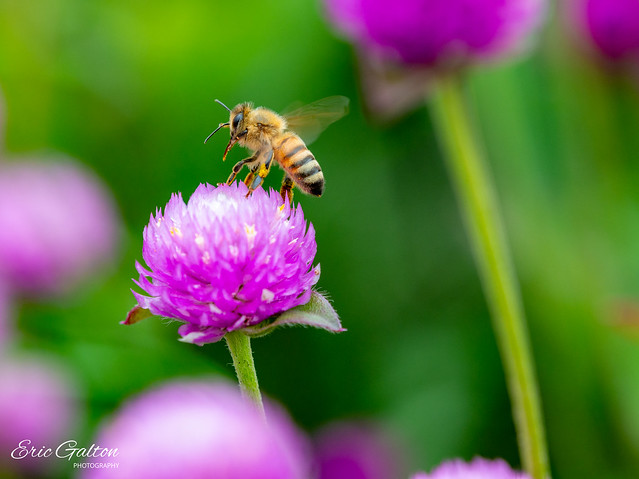 Bee collecting flower on chives flower