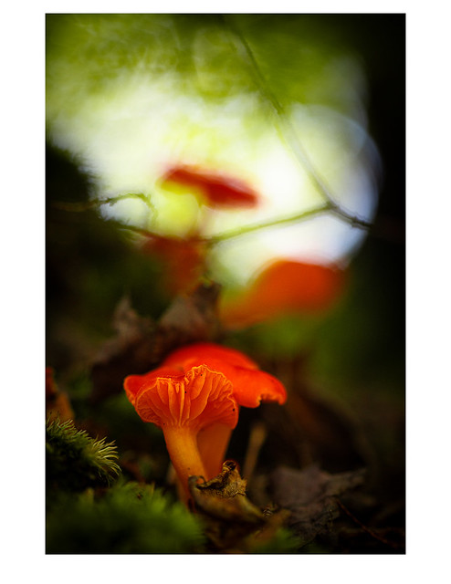 Red Chanterelle