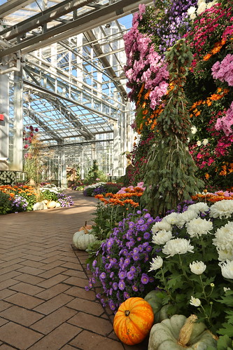 Meijer Gardens Weaves An Autumn Tapestry with 25h Annual Chrysanthemum Exhibition