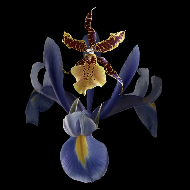 Brassia Oncidium & Iris
