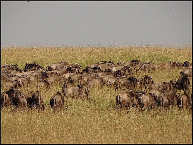 Safari por Kenia en fotos - Blogs de Kenia - La gran reserva de Masai Mara (161)
