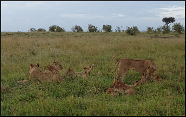 Safari por Kenia en fotos - Blogs de Kenia - La gran reserva de Masai Mara (198)