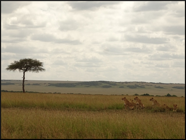 Safari por Kenia en fotos - Blogs de Kenia - La gran reserva de Masai Mara (190)