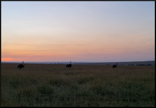 Safari por Kenia en fotos - Blogs de Kenia - La gran reserva de Masai Mara (154)