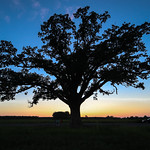 Big Tree Silhouette McBaine-Huntsdale, Missouri