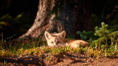 colorado wildlife fox sunset continentaldivide