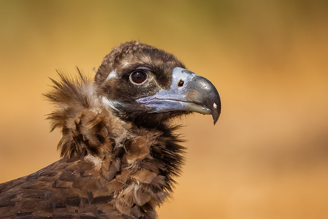 Monniksgier - Cinereous vulture