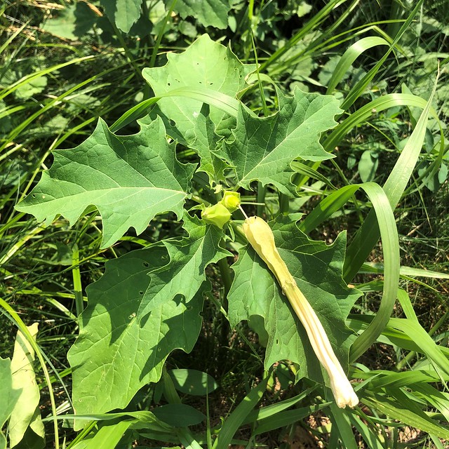 Jimsonweed (Datura stramonium), Milwaukee