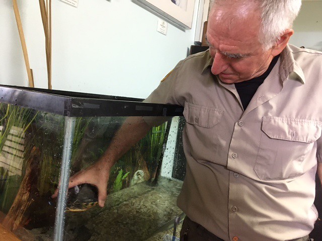 Man in a Park Ranger uniform holding a turtle in his hand while looking down at the turtle in a tank.