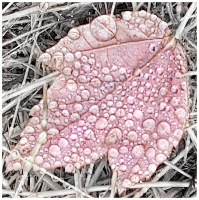 Dry leaf in the rain