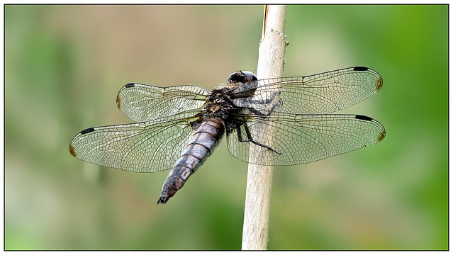 2023-0804 - Male Scarce Chaser, Woodwalton Fen, Cambs.