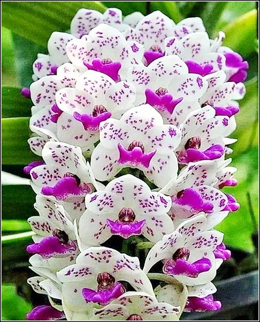 White and Purple Orchids ..