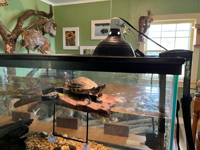 A yellow-bellied slider turtle inside an indoor aquarium, on a platform above the water line, under a lamp shining light on the turtle.