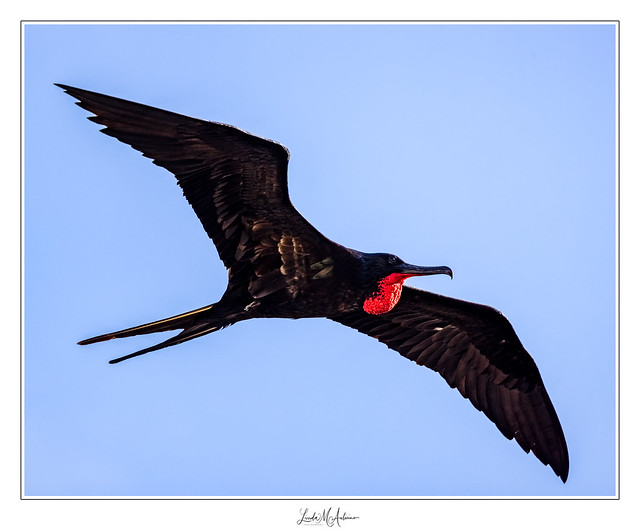 Great Frigatebird, Genovesa, Galapagos