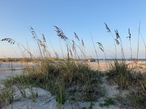 Sand dune with sea oats in Florida