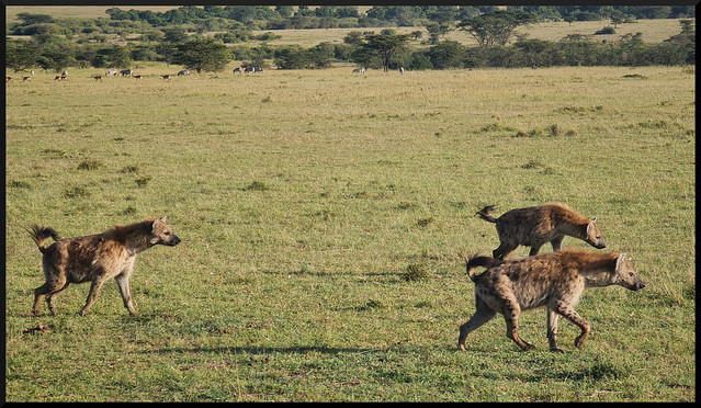 Safari por Kenia en fotos - Blogs de Kenia - La gran reserva de Masai Mara (213)