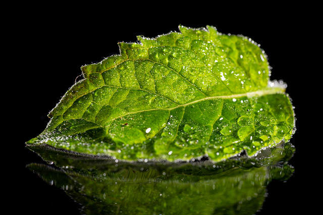 A wet mint leaf - My entry for todays 