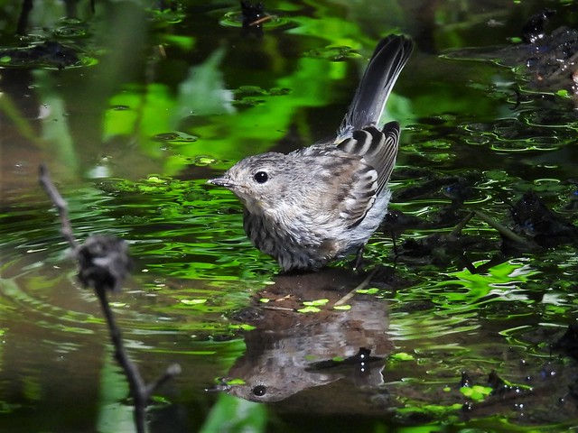 Audubon's Warbler juvenile