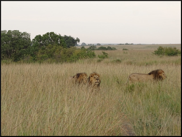 Safari por Kenia en fotos - Blogs de Kenia - La gran reserva de Masai Mara (208)