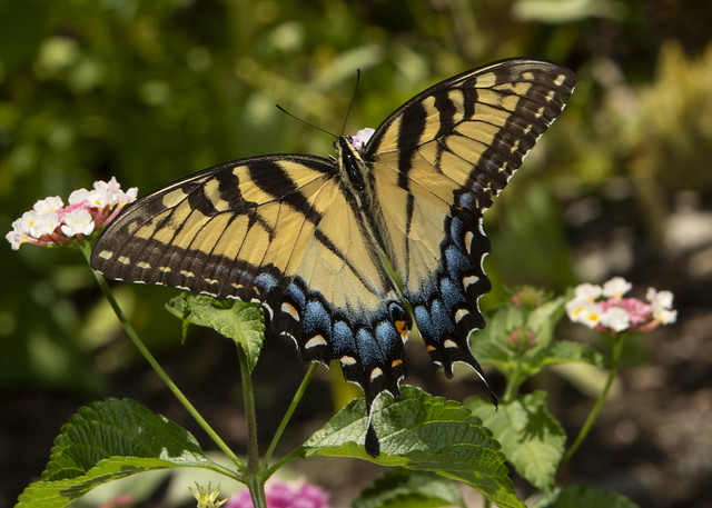 Eastern Tiger Swallowtail, female (Papilio glaucus)