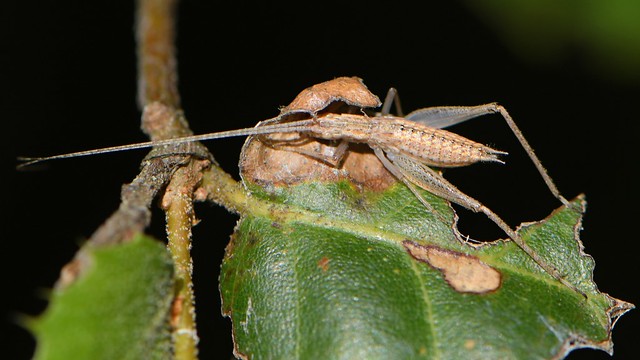 Tree Cricket on an oak leaf