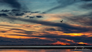 Goose in Flight at Sunset