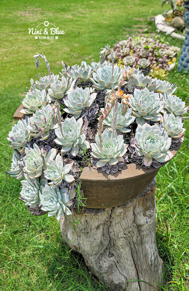 田尾 多肉好好買 荷蘭花園19