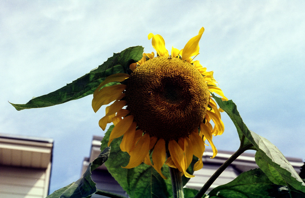 Giant Sunflower in Leslieville