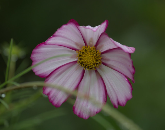 IMG_3951_RT Crop and Enhance - 14x11 - Color - Cosmos