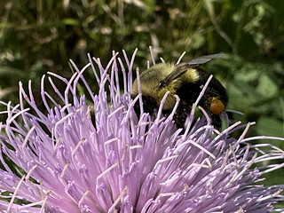 Common eastern bumble bee on field thistle