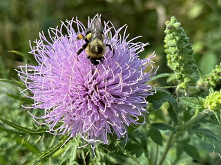Common eastern bumble bee on field thistle
