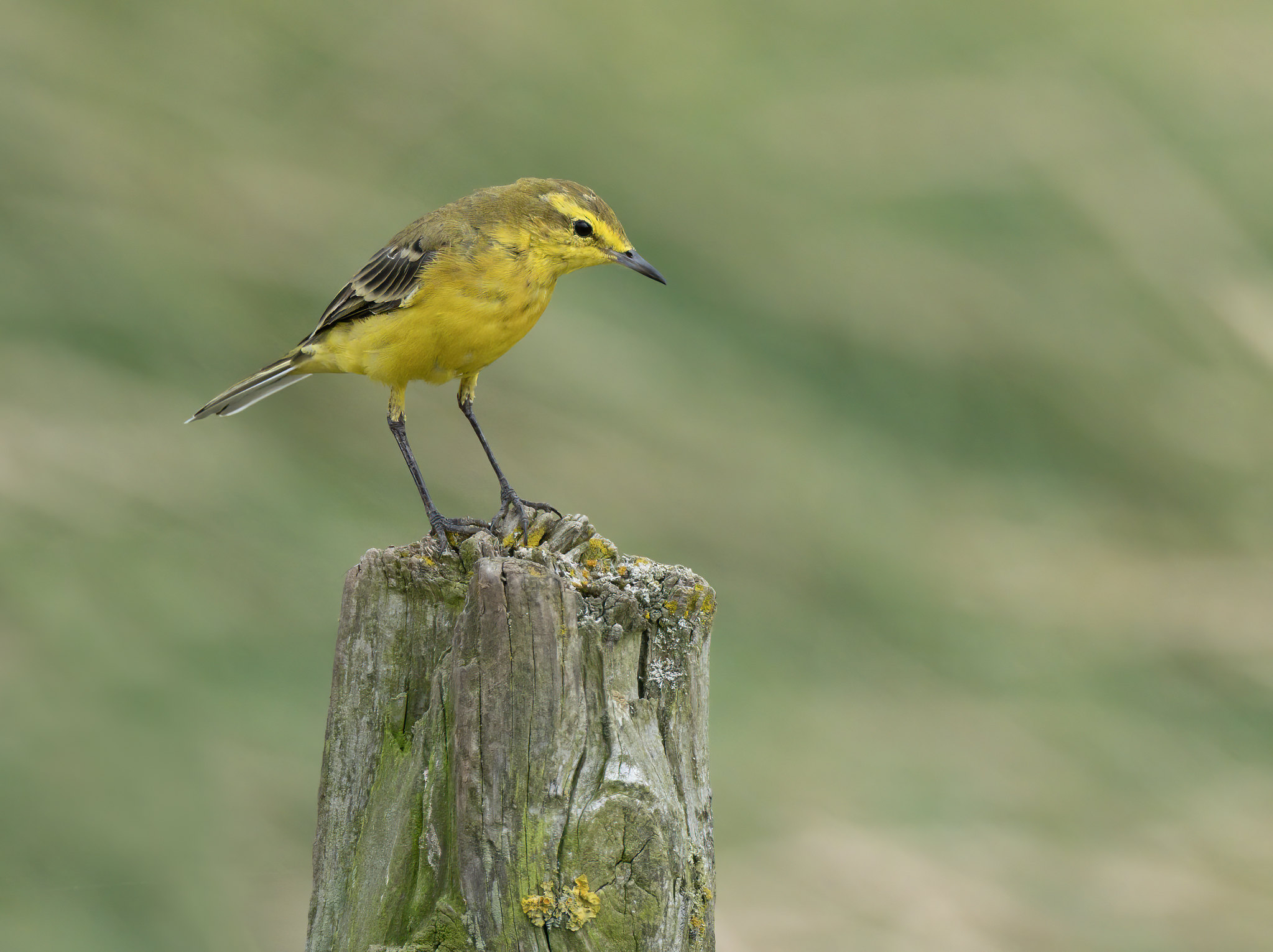 Yellow Wagtail - a quick grab shot in the winds...
