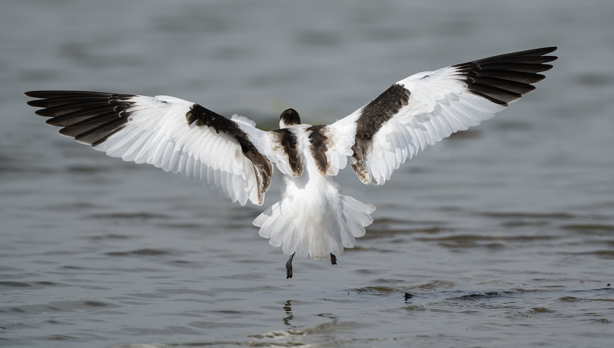 Avocet - I know it's from the back, but I liked the feather details....