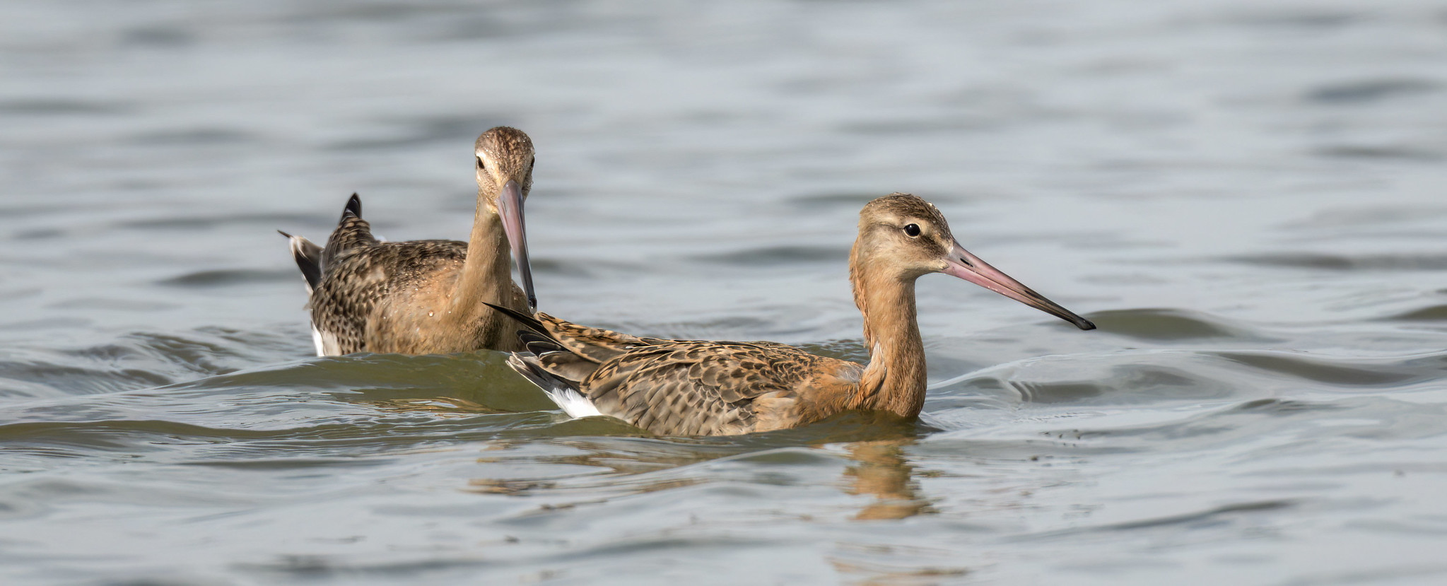 Black-tailed Godwits - "...this water is getting deep here..."